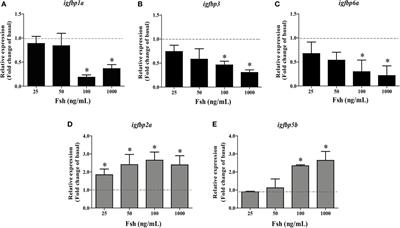 Follicle-Stimulating Hormone Regulates igfbp Gene Expression Directly or via Downstream Effectors to Modulate Igf3 Effects on Zebrafish Spermatogenesis